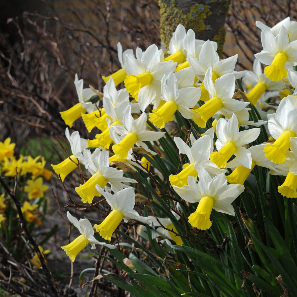 Trena - wit-gele Cyclamineus narcis - Fluwel