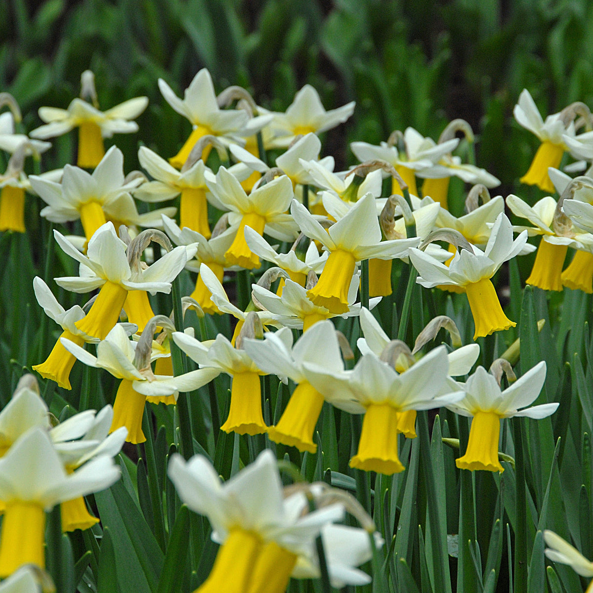 Trena - wit-gele Cyclamineus narcis - Fluwel