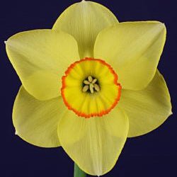 Triple Crown - Special Narcissus - Fluwel