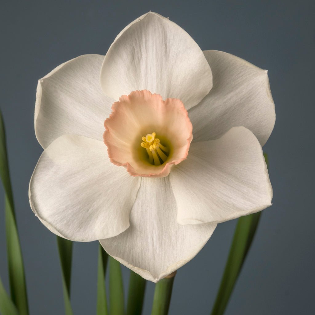 Triton Pink - Special Narcissus - Fluwel