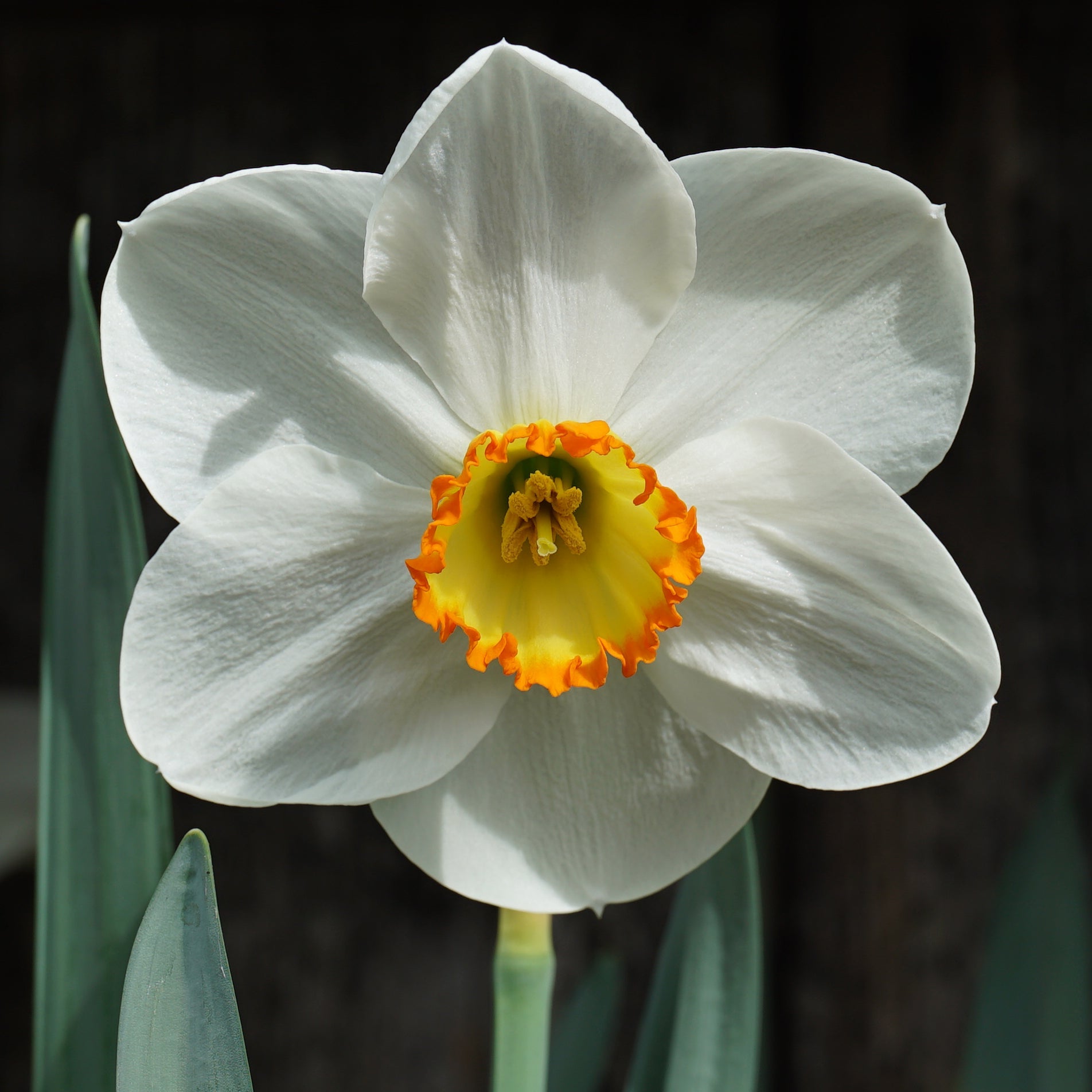 Daffodil 'Waltzing Mathilda' | Unique Flower Bulbs from Fluwel