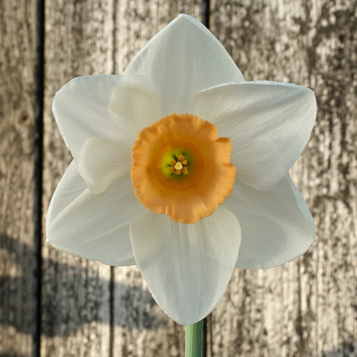 Wasteland Pearl - wit-gele Large-cupped narcis - Fluwel