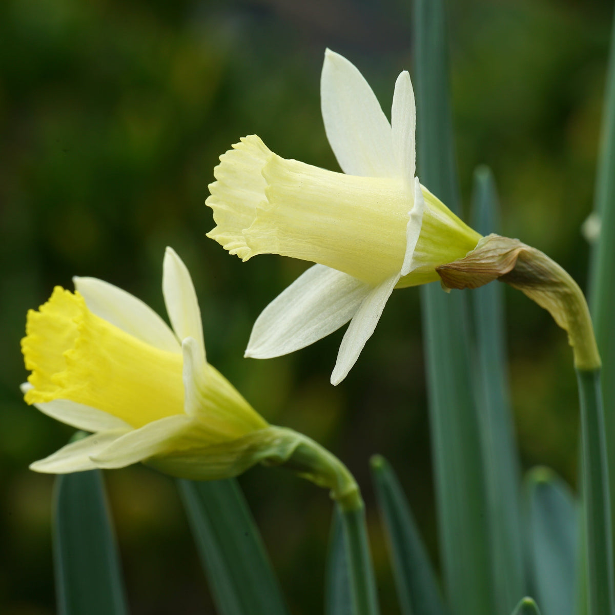 Wee Dote - wit-gele Trumpet narcis - Fluwel