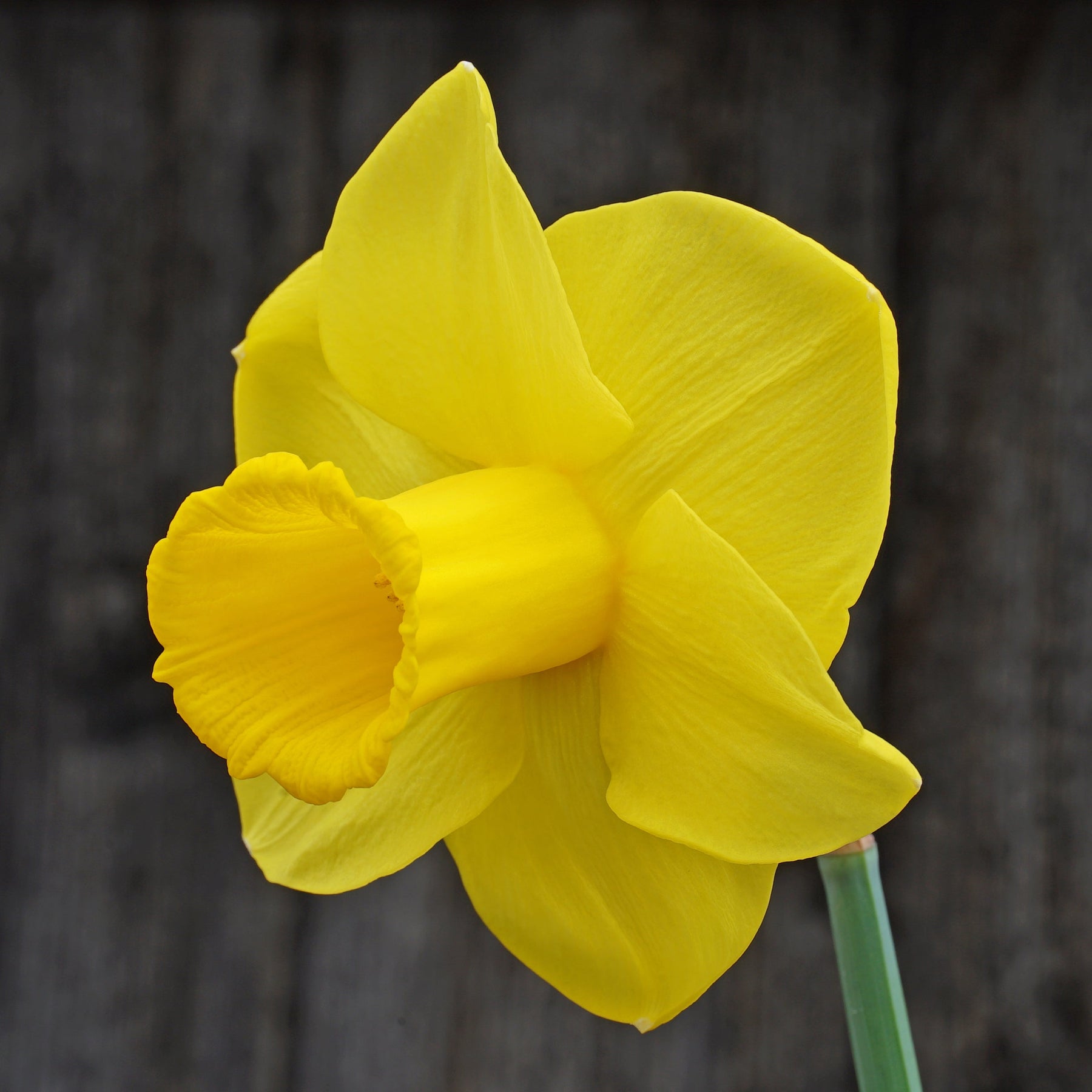 Westerstorm - Special Narcissus - Fluwel