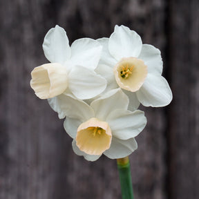 Wild Romance - Special Narcissus - Fluwel