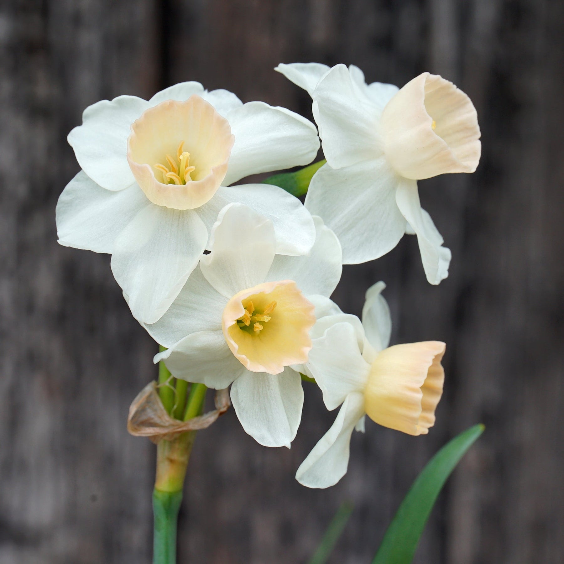 Wild Romance - Special Narcissus - Fluwel
