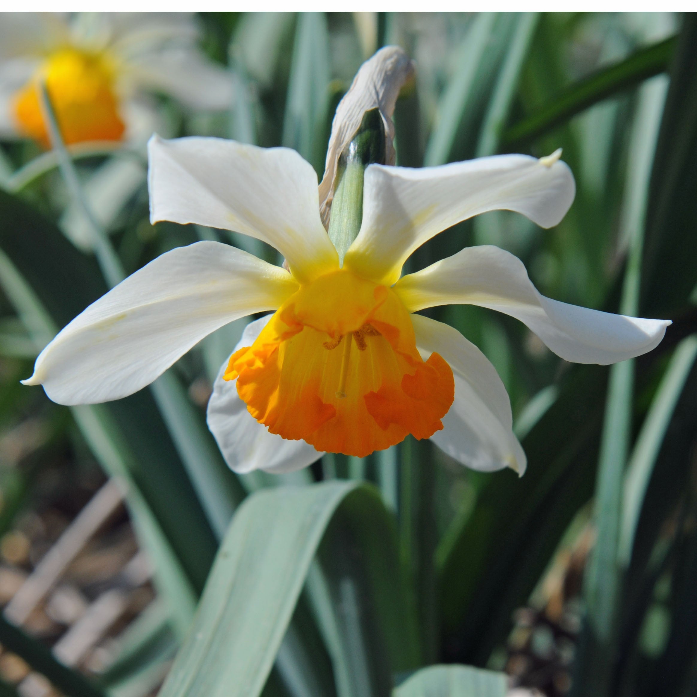 Will Scarlett - Special Narcissus - Fluwel