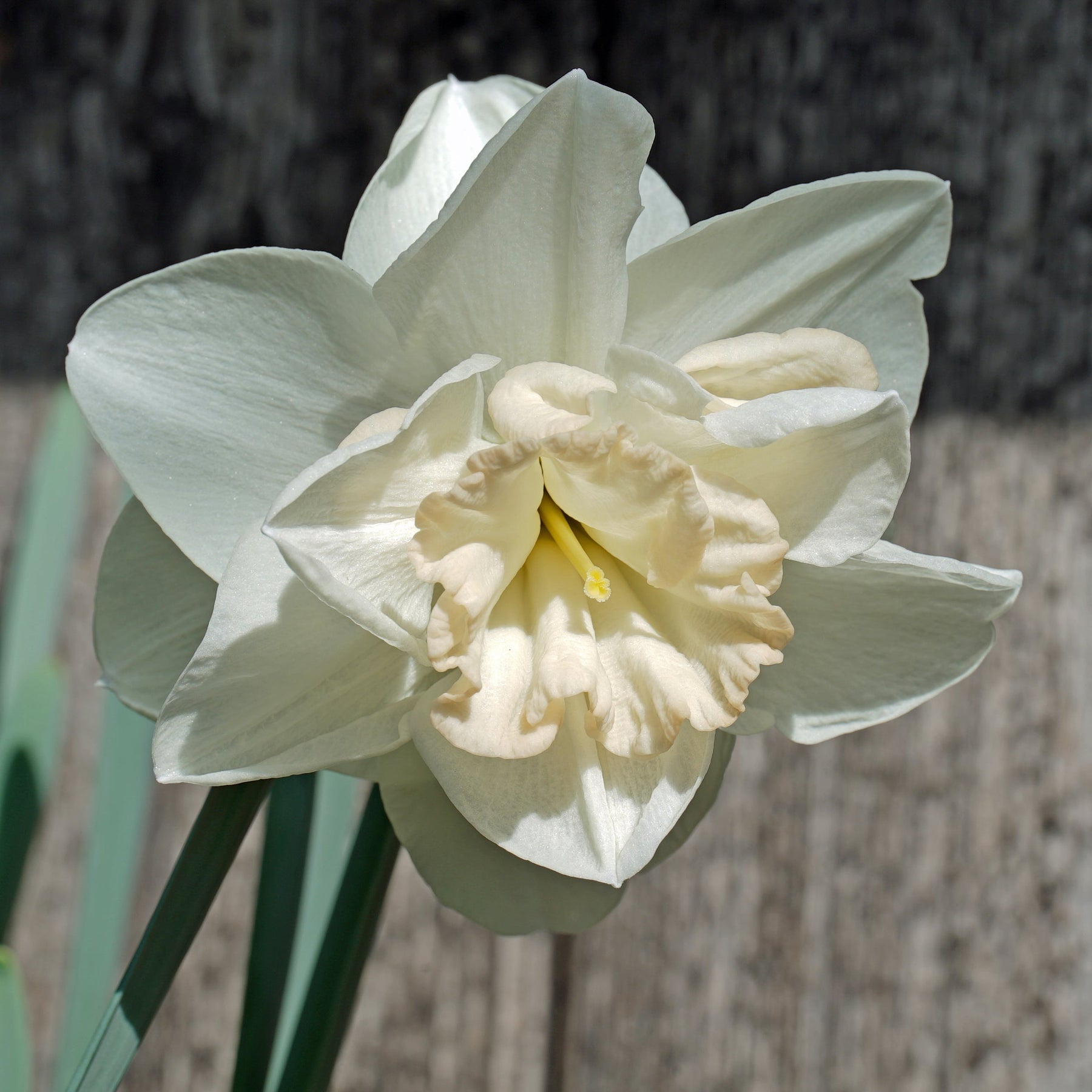 Woo Woo - Special Narcissus - Fluwel