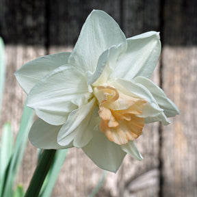 Woo Woo - Special Narcissus - Fluwel