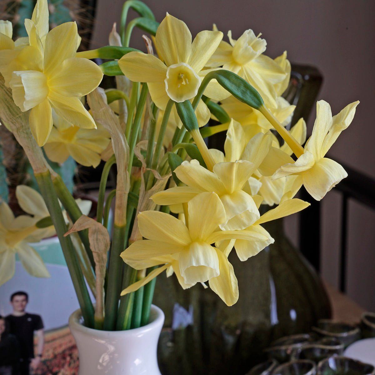 Woodstar - wit-gele Triandrus narcis - Fluwel