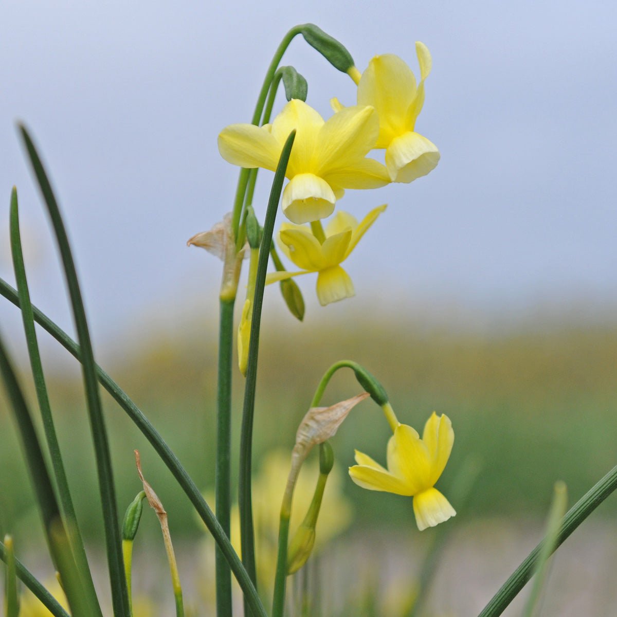 Woodstar - wit-gele Triandrus narcis - Fluwel