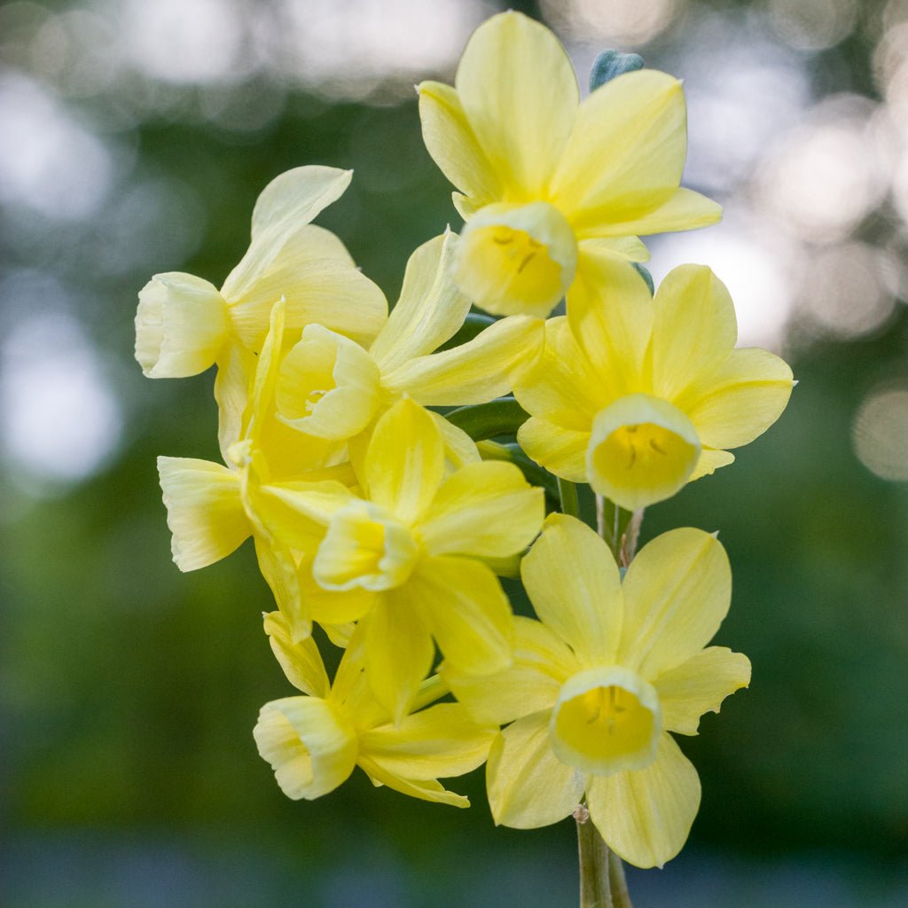Woodstar - wit-gele Triandrus narcis - Fluwel