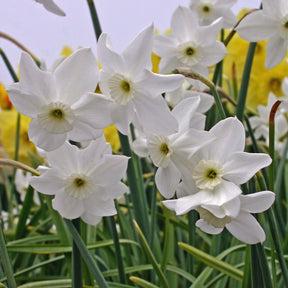Xit - Narcissus - Fluwel