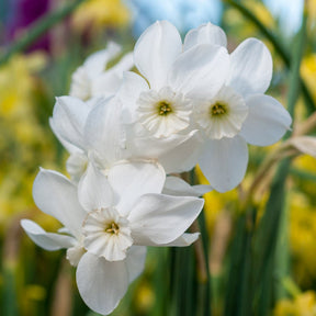 Xit - Narcissus - Fluwel