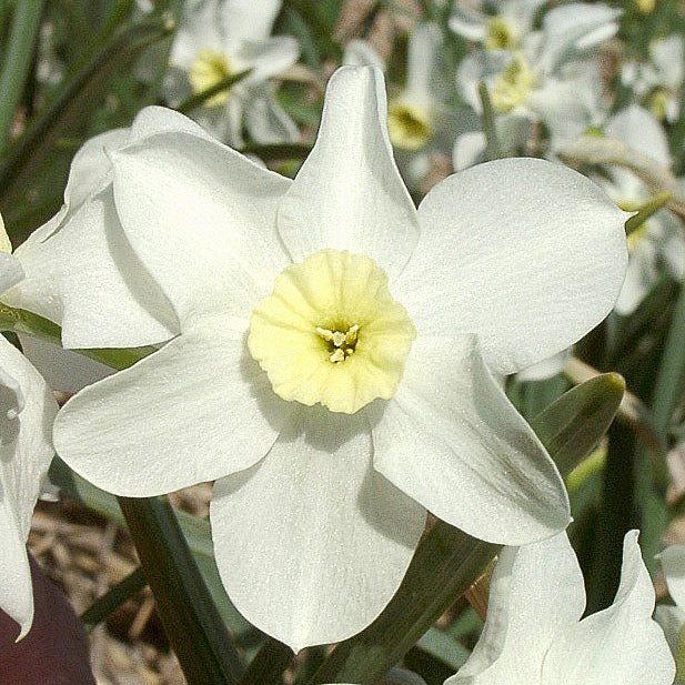 Yellow Xit - Special Narcissus - Fluwel
