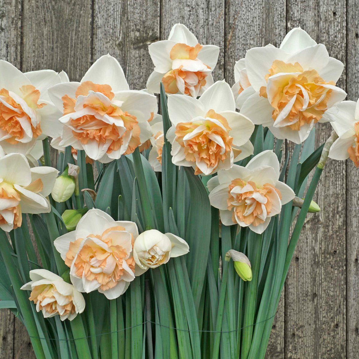 You're Beautiful - Double narcis - Fluwel