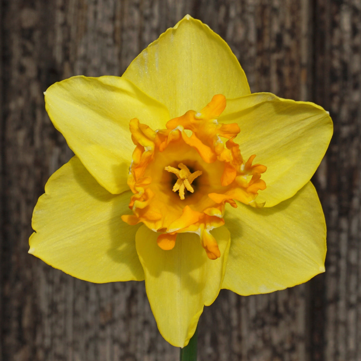 Za'atar - geel-oranje Large-cupped narcis - Fluwel