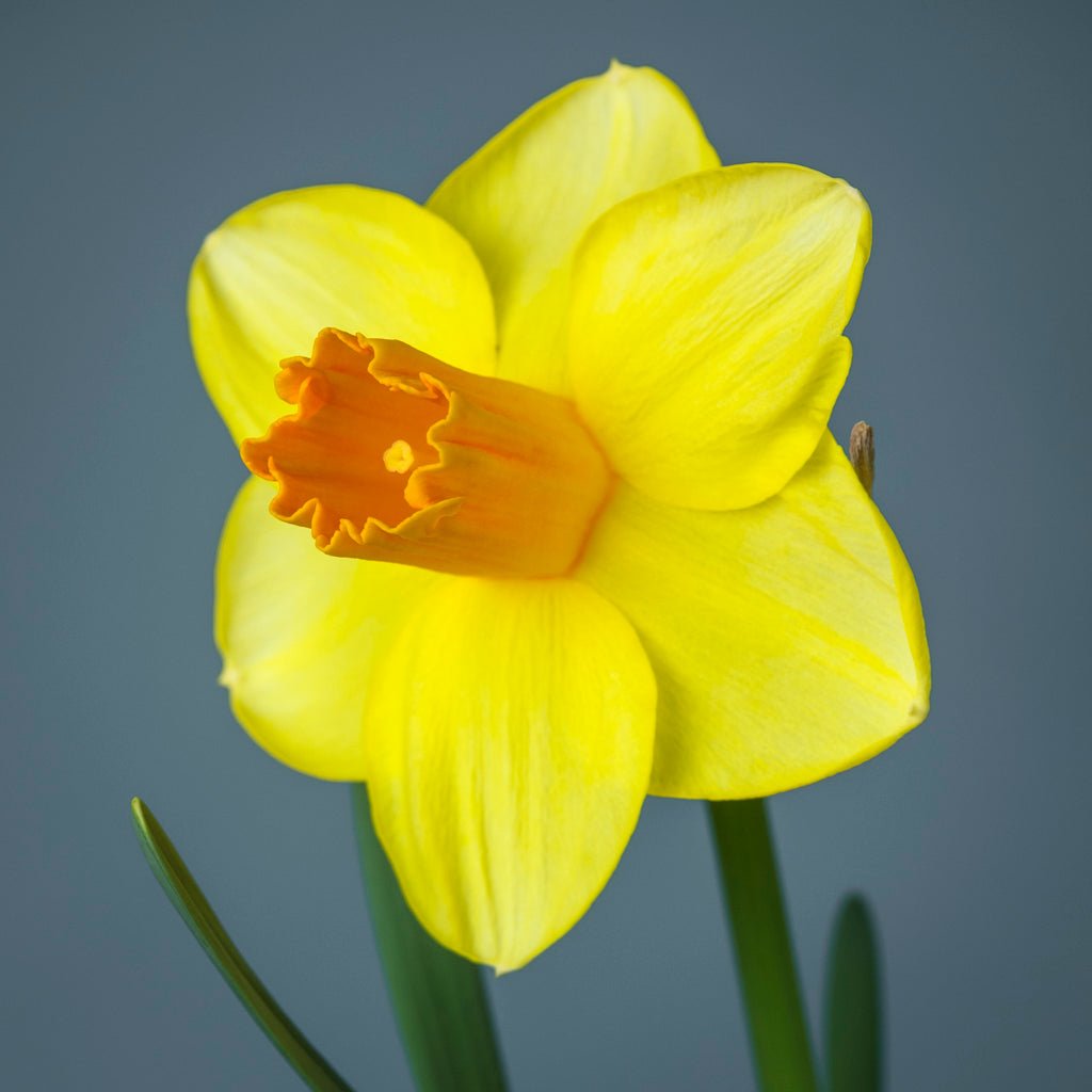Zachary's Zest - geel-oranje Trumpet narcis - Fluwel