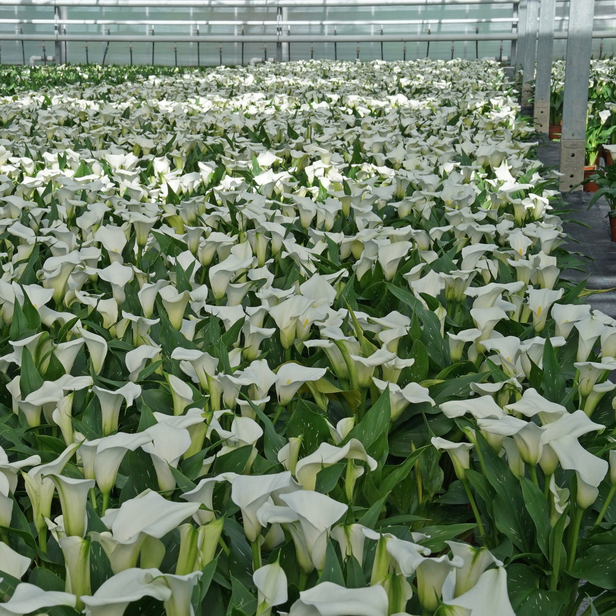 Zantedeschia Captain Fresco - witte zantedeschia - Fluwel