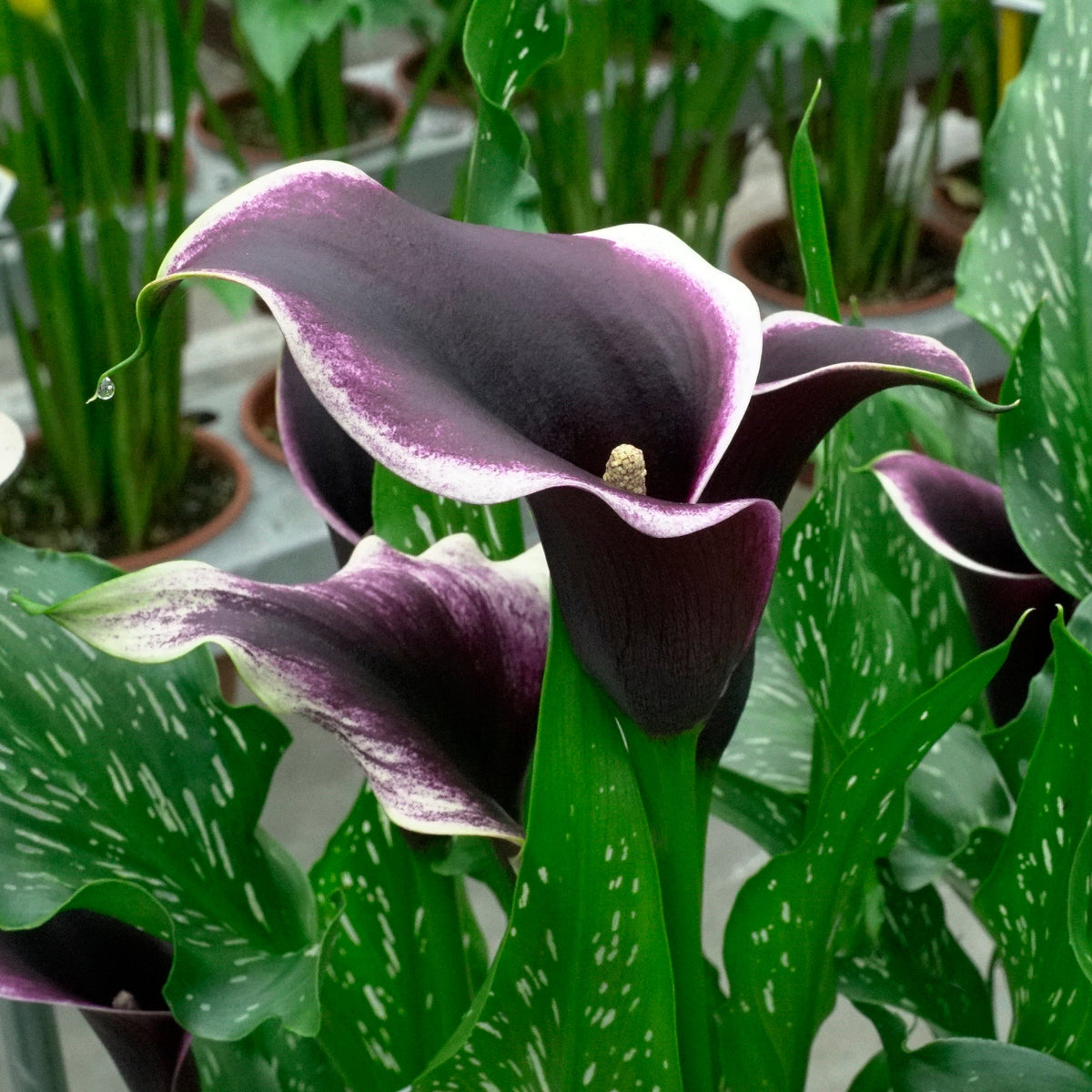 Zantedeschia Dubai Nights - Zantedeschias - Fluwel