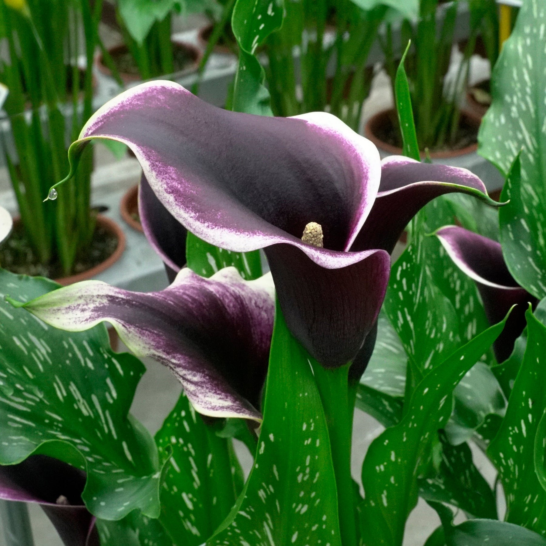 Zantedeschia Dubai Nights - Zantedeschias - Fluwel