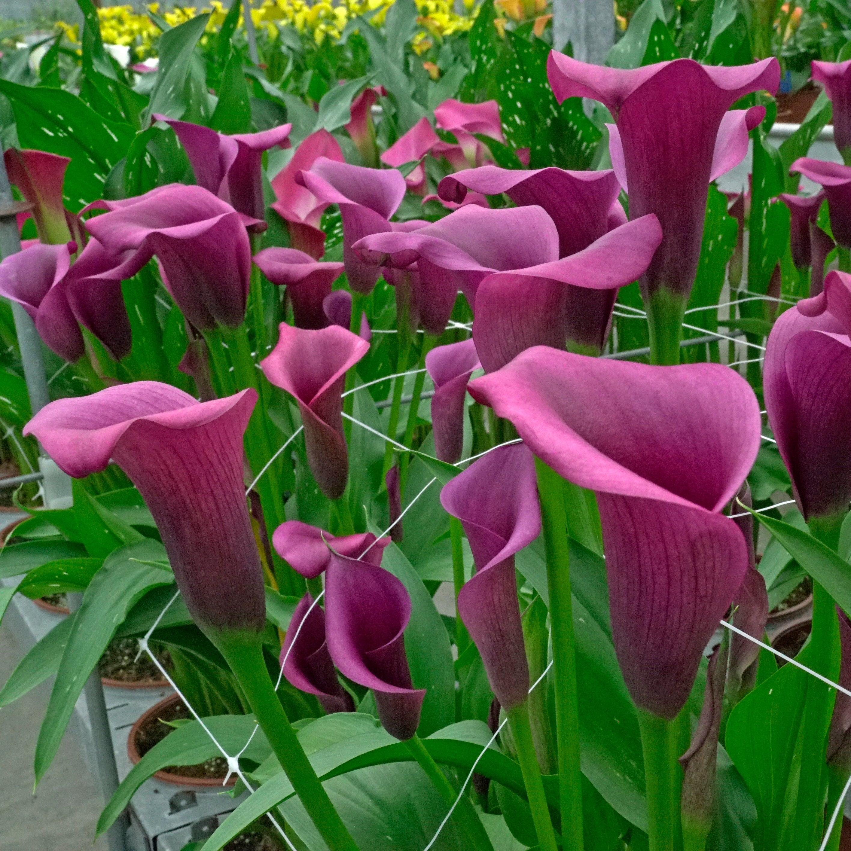 Zantedeschia Durban - Zantedeschias - Fluwel