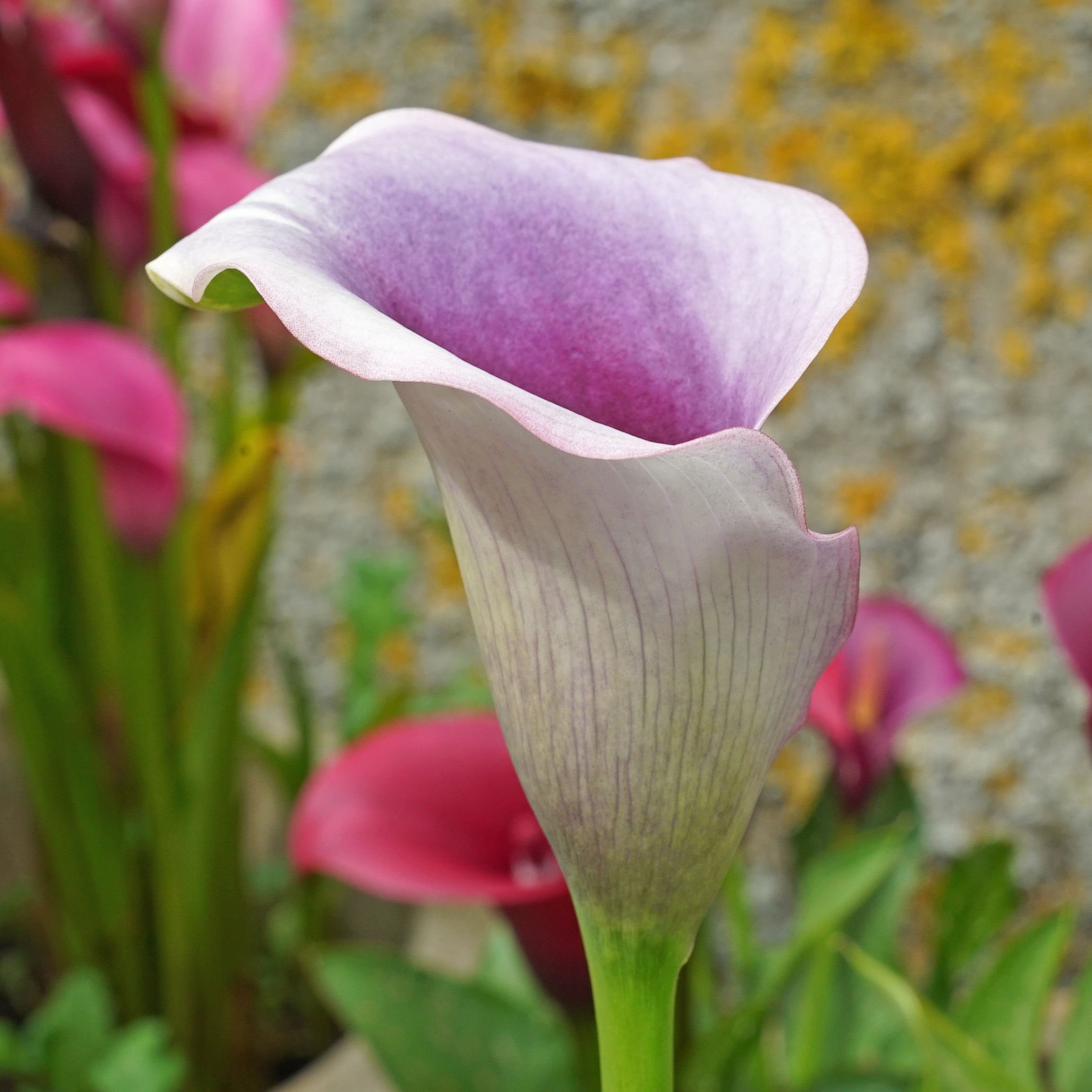 Zantedeschia Miro - Zantedeschias - Fluwel