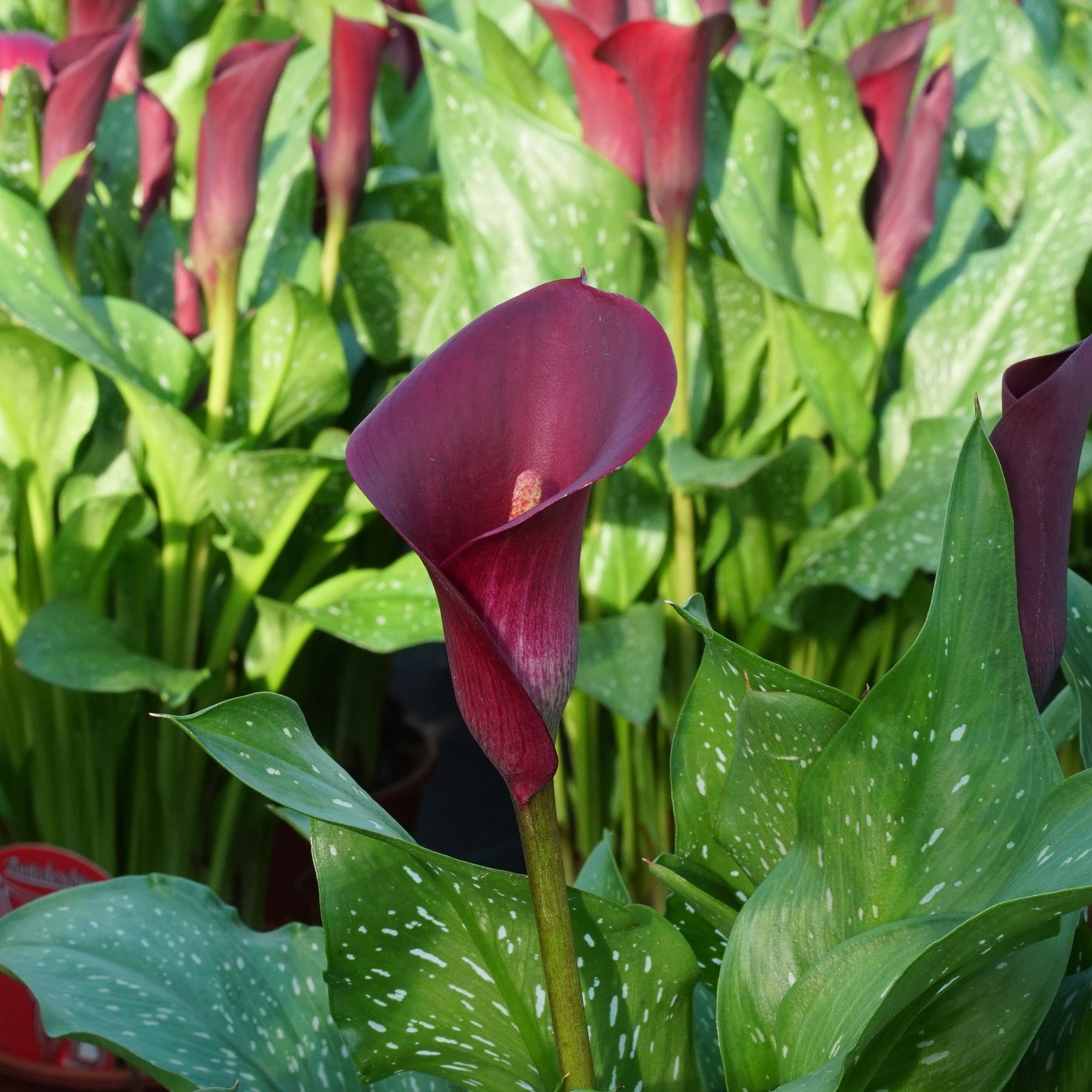 Zantedeschia Valentine - Zantedeschias - Fluwel