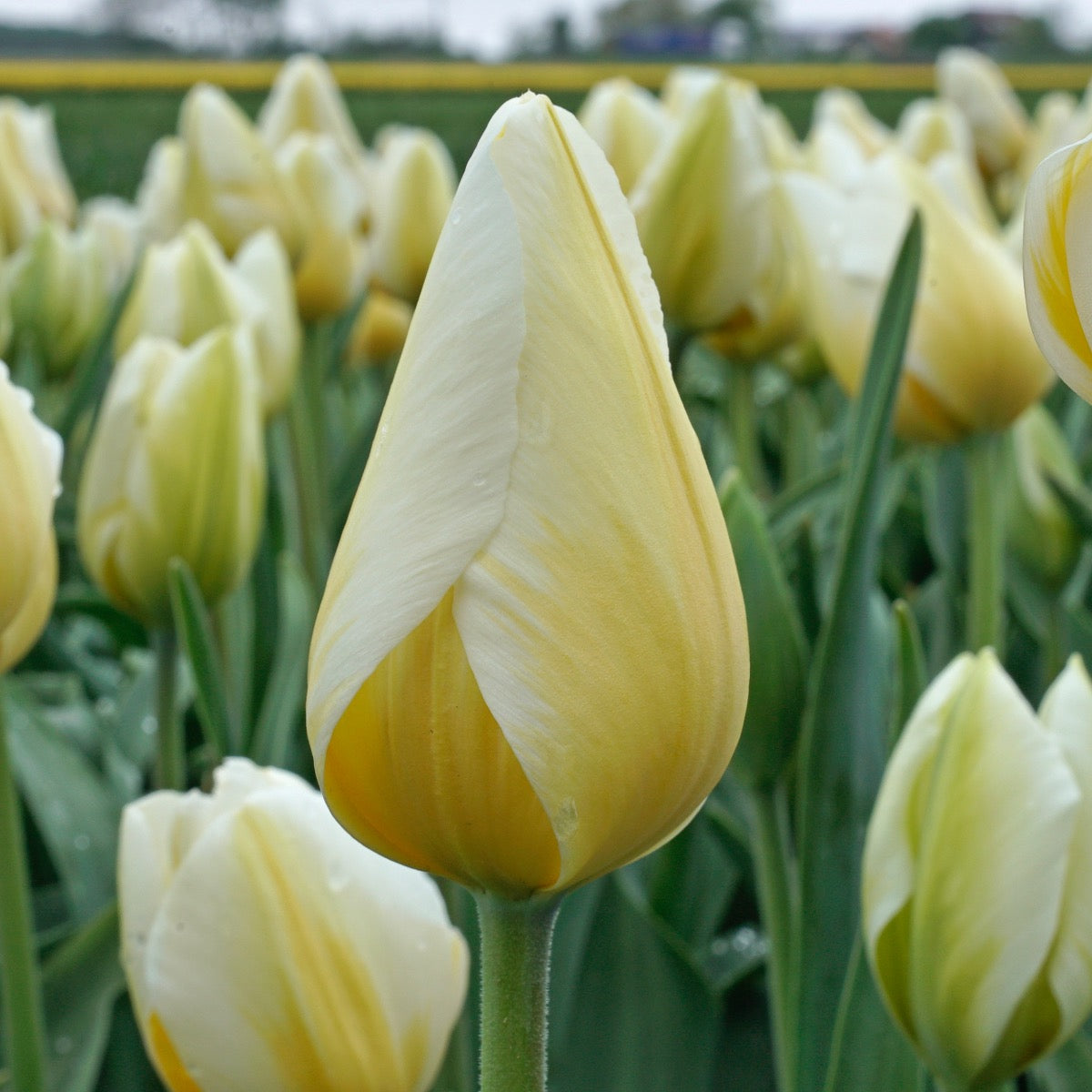 Lemon Chiffon