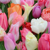 Mixture Tulip Tutti Tulpi Romantico