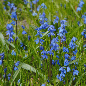 Scilla siberica