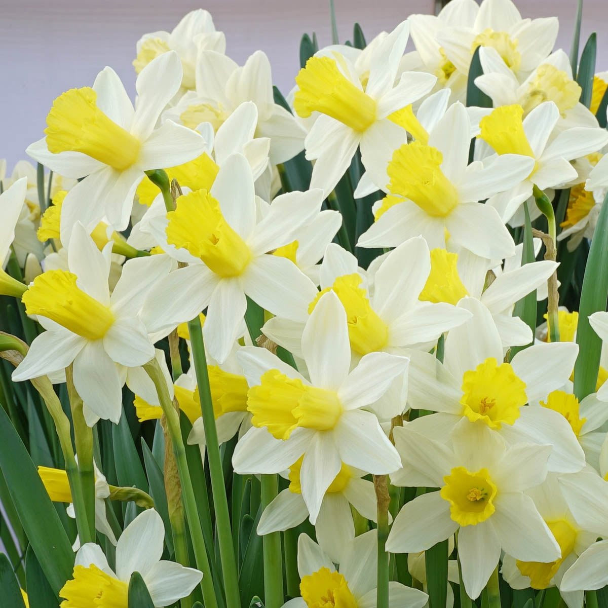 Narcissus Little Spring King
