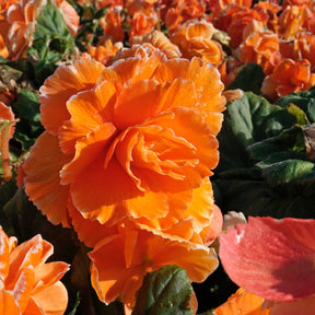 Begonia Lace Picotee Apricot