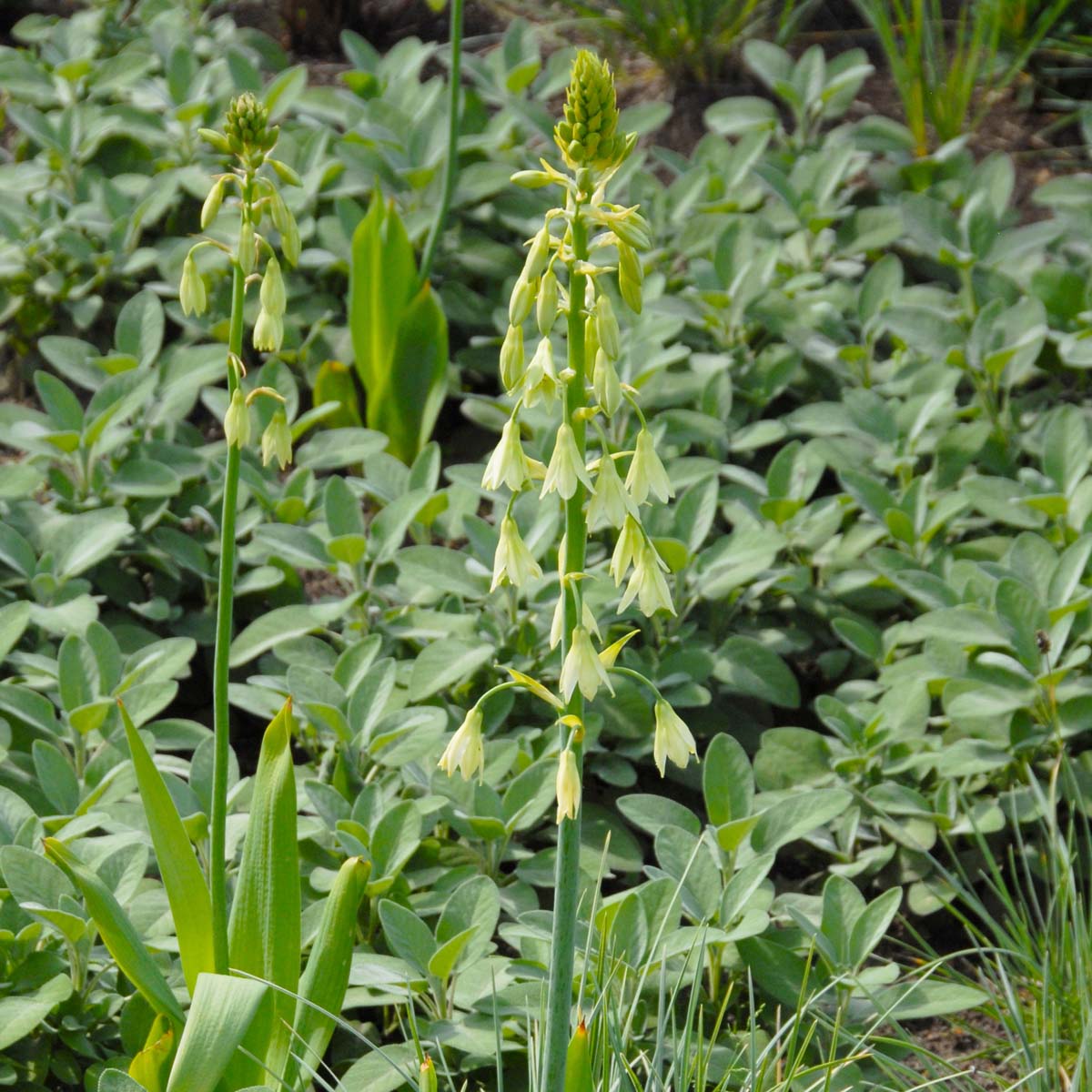 Galtonia viridiflora