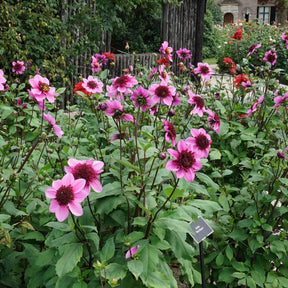 Dahlia Blue Bayou
