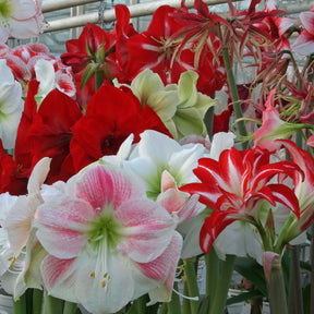 Amaryllis kransje