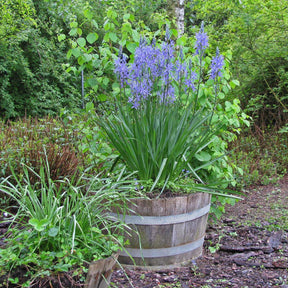 Camassia leichtlinii Blue Danube