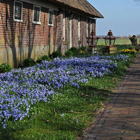 Chionodoxa forbesii (Snow Glory)