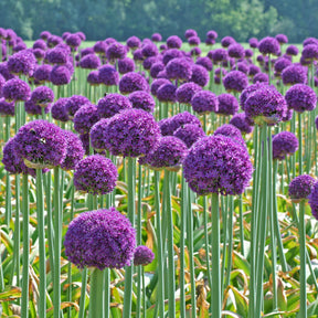 Allium Ambassador