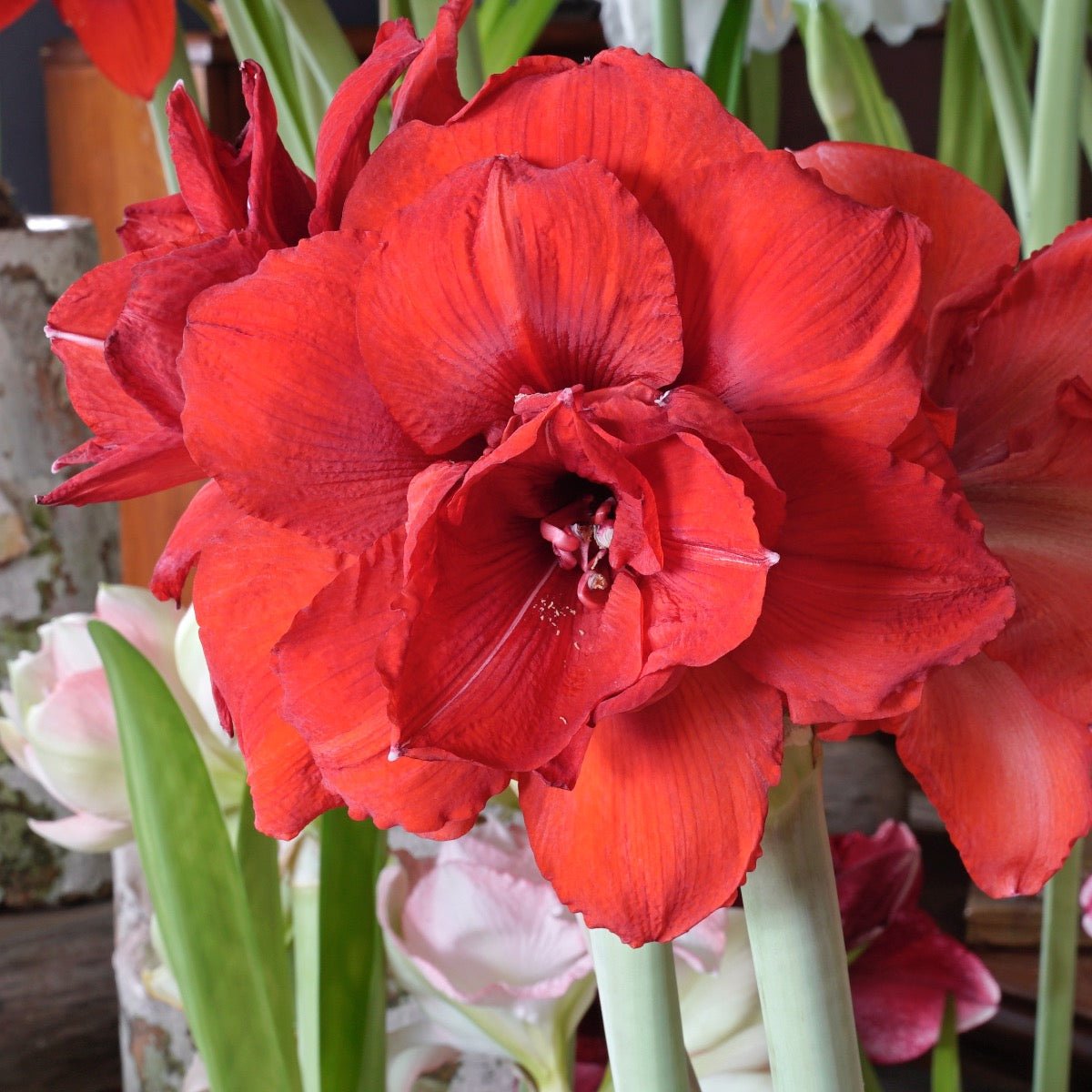 Amaryllis Double King - rode amaryllis - Fluwel