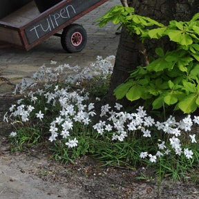 Ipheion uniflorum Alberto Castillo