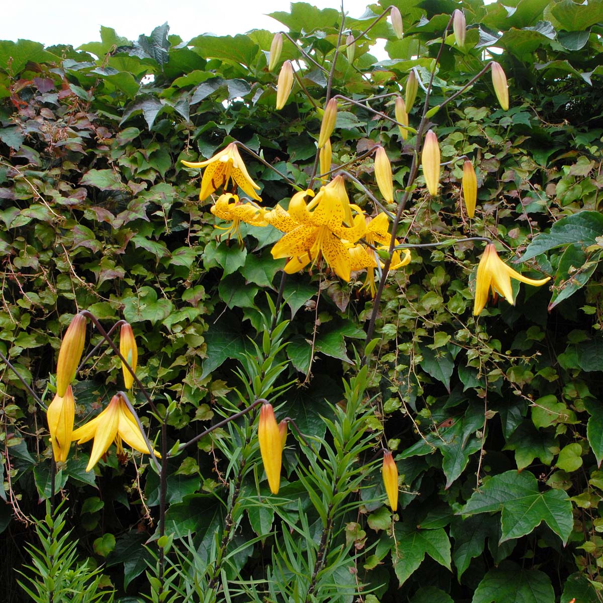 Lilium Leichtlinii