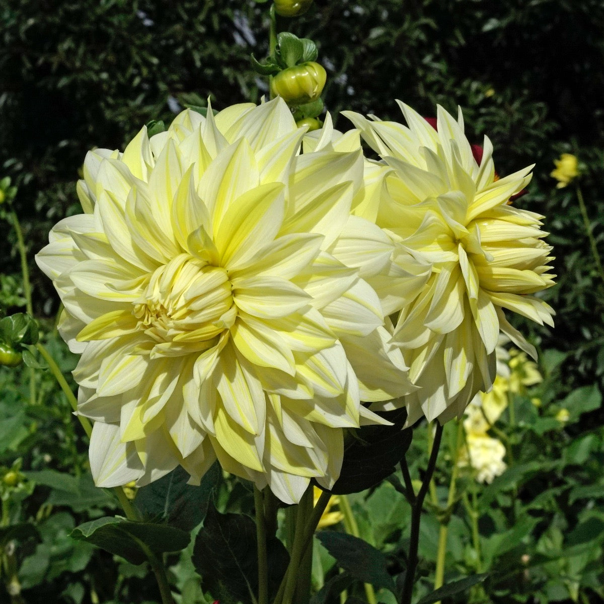 Dahlia La Luna