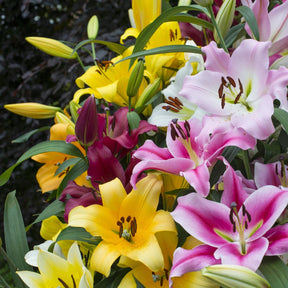 Ovation Large Flowering Lily Mixture