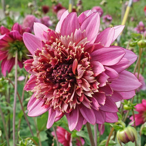 Dahlia Mambo