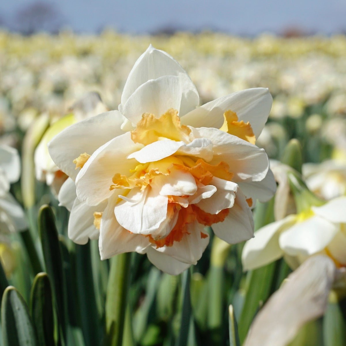 Peach Prince - wit-oranje Double narcis - Fluwel