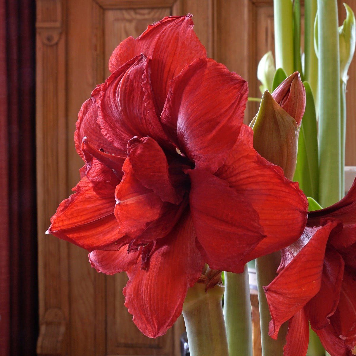 Amaryllis Double King - rode amaryllis - Fluwel