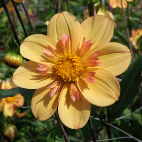 Dahlia Kelsey Annie Joy