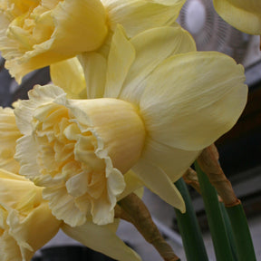 Narcissus Art Design