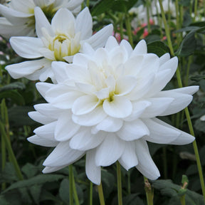 Dahlia Eternal Snow